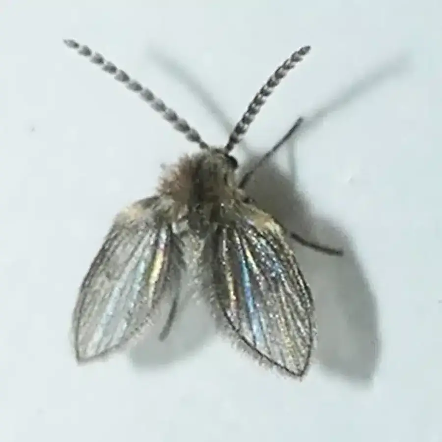 Top view of drain fly showing wing pattern for identification