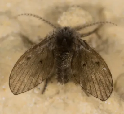 Close-up of a moth fly showing its distinctive fuzzy wings and body
