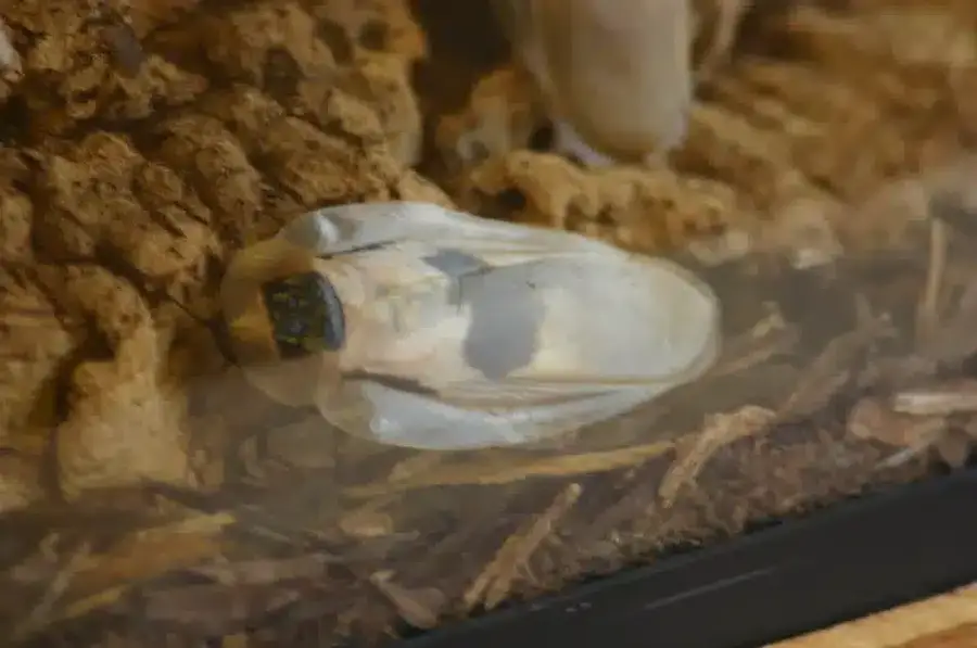 Moth resting on a wooden surface