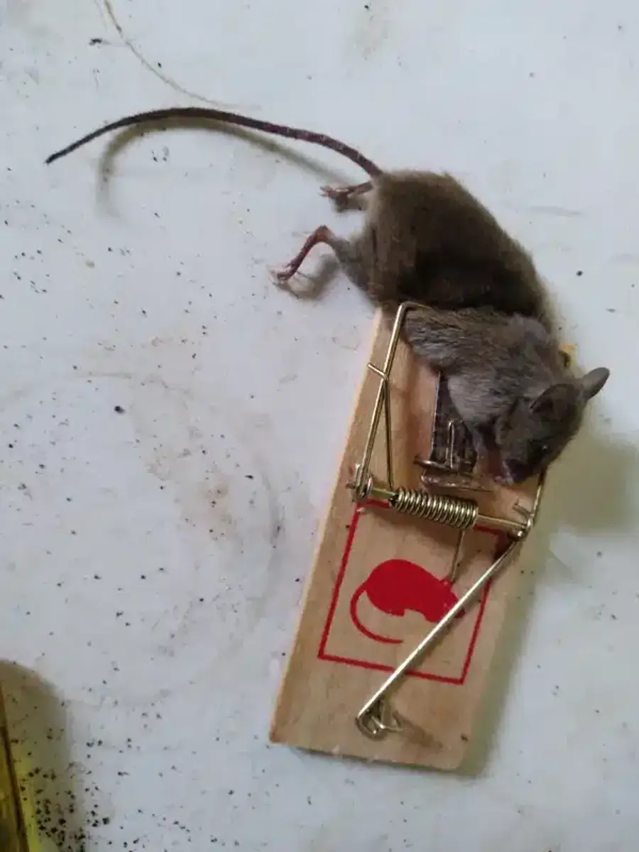 A mouse caught in a wooden snap trap