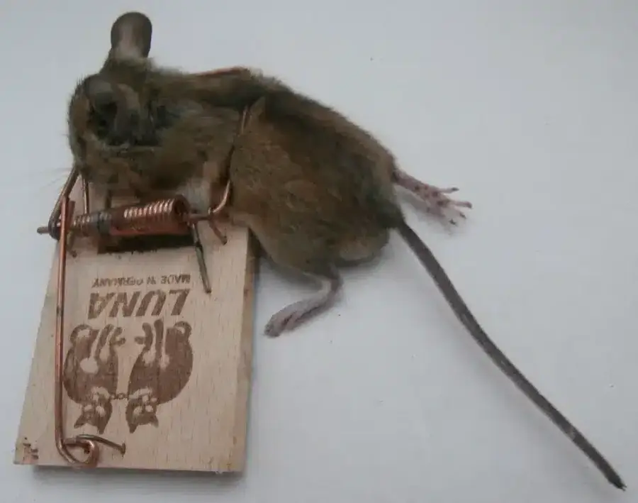 Mouse caught in a trap