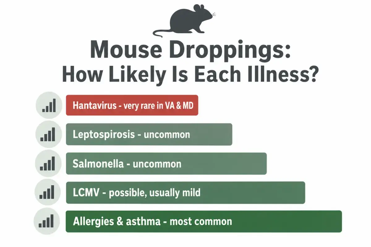 Chart ranking illnesses linked to mouse droppings from least to most likely: hantavirus very rare in Virginia and Maryland, leptospirosis and salmonella uncommon, LCMV possible and usually mild, allergies and asthma most common