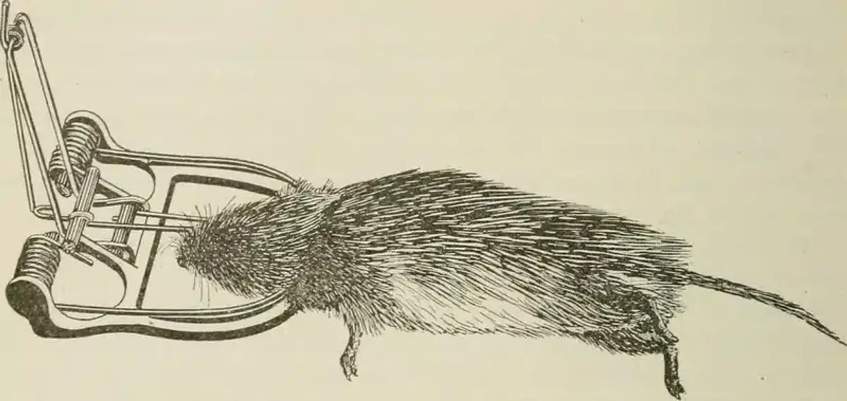 Mouse caught in a trap illustration