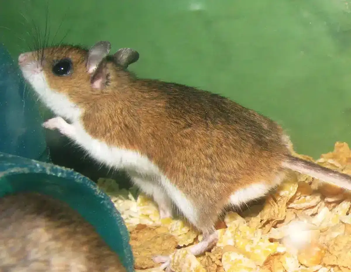 Mouse showing typical body proportions