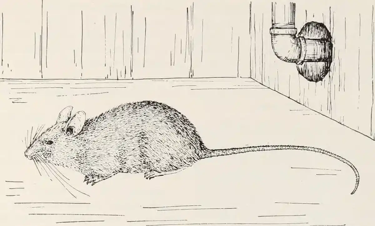 House mouse on an indoor surface near a wall, showing typical behavior near food storage areas