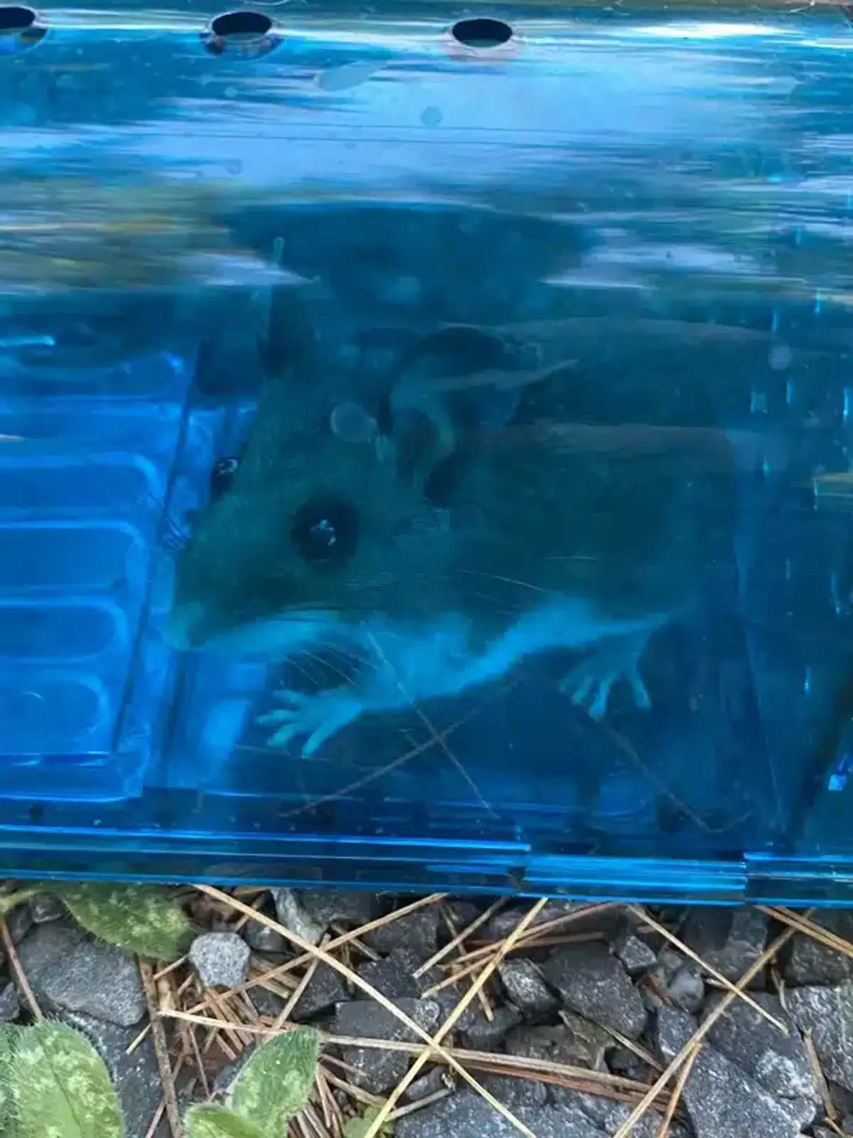 Mouse inside a live trap showing effective capture