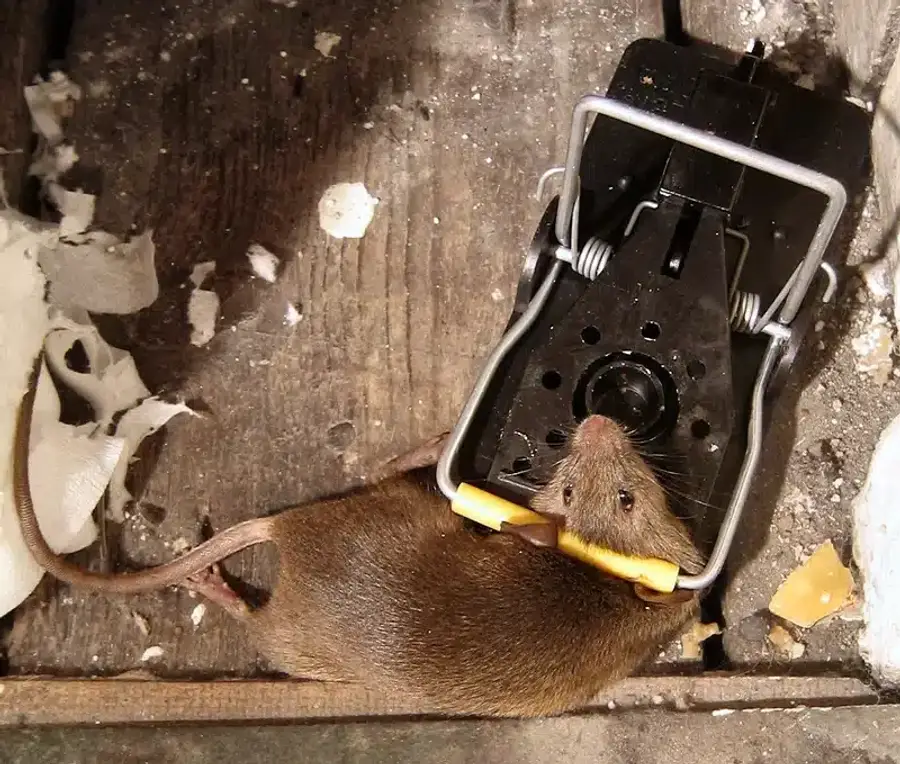 Mouse caught in a snap trap on a wooden floor