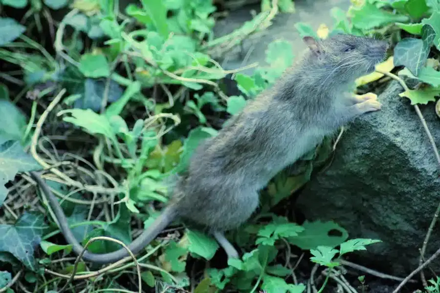 Rat climbing through vegetation near a home showing their natural foraging behavior