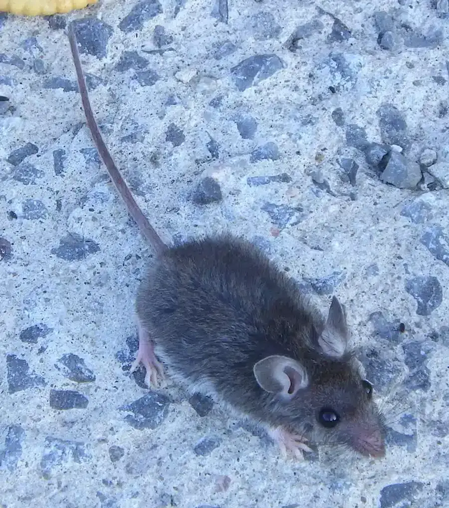 A small mouse on concrete