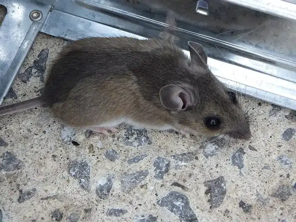 Mouse next to a snap trap set along a baseboard