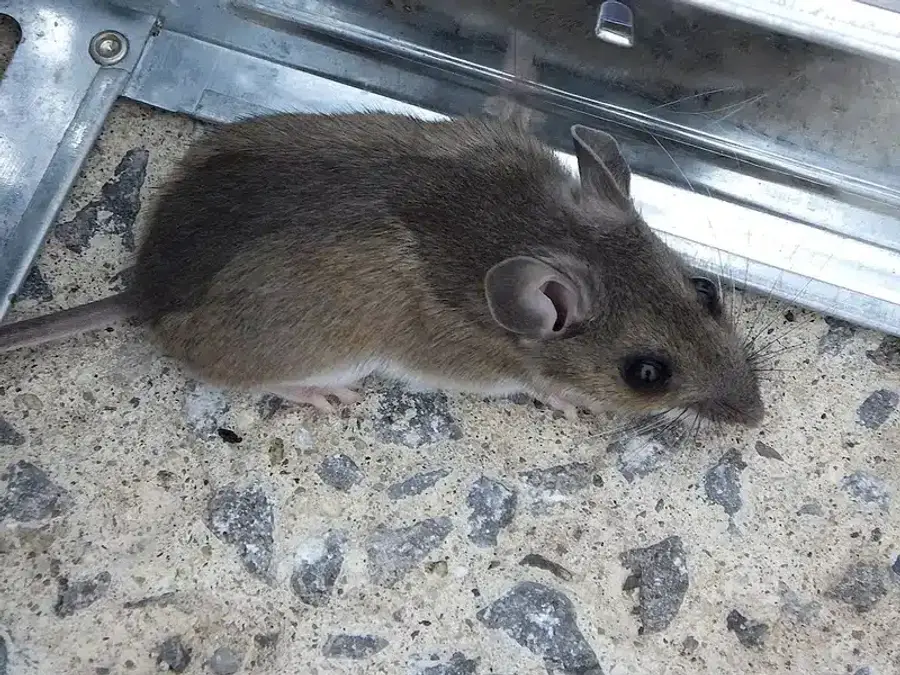 Mouse near a snap trap