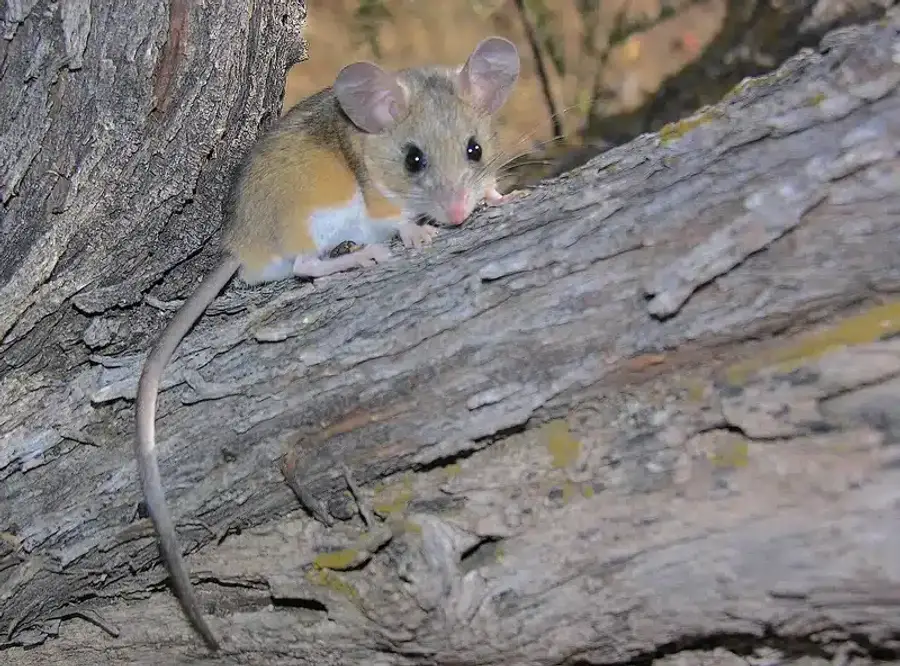Mouse on tree bark