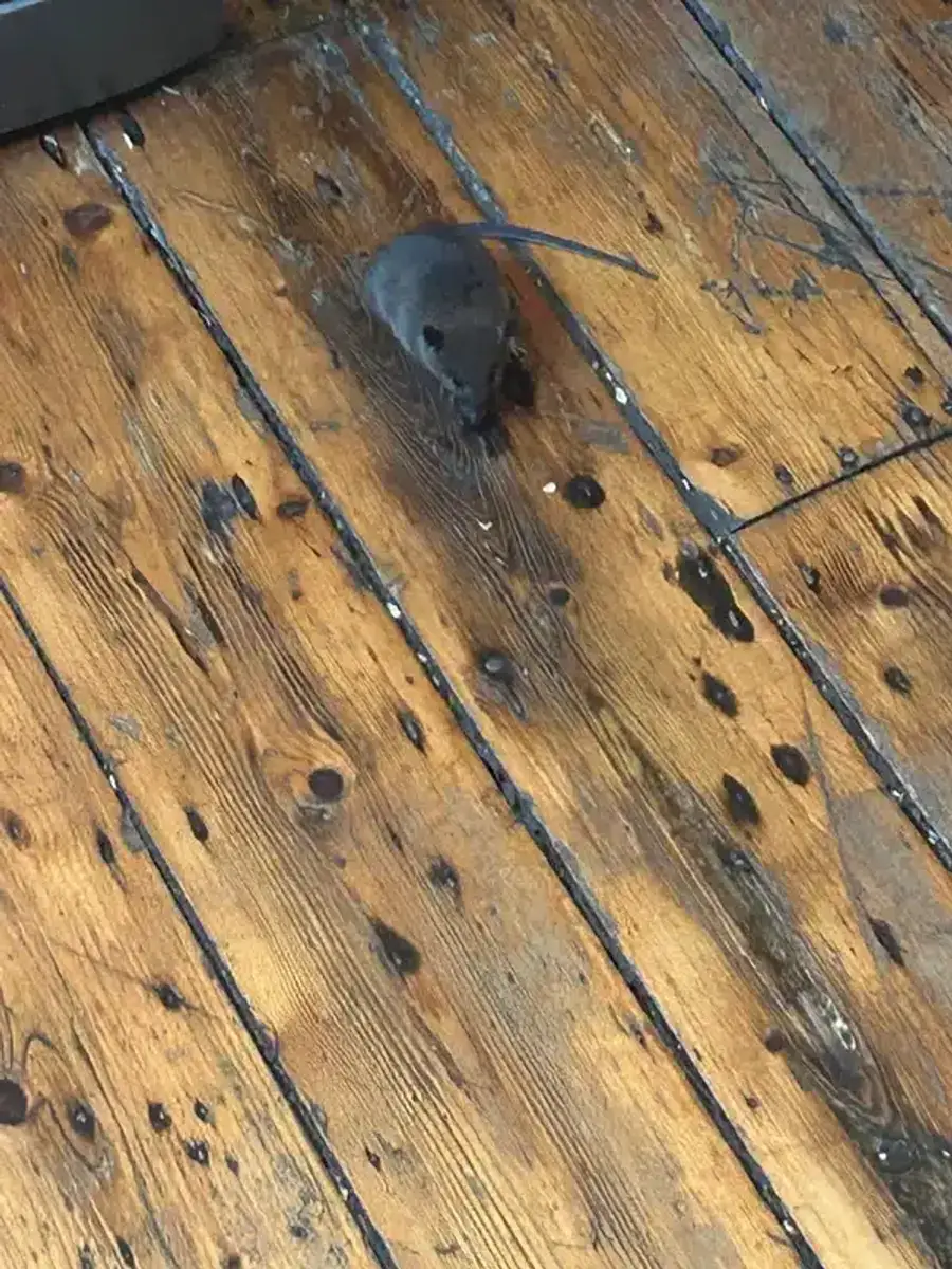 Mouse on a wooden floor