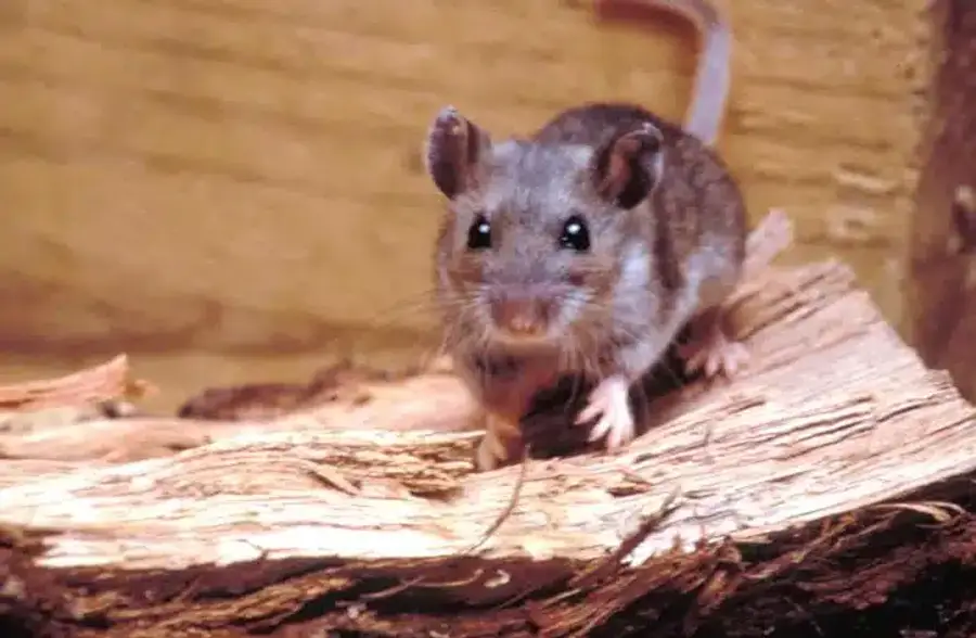 Mouse on a wooden log