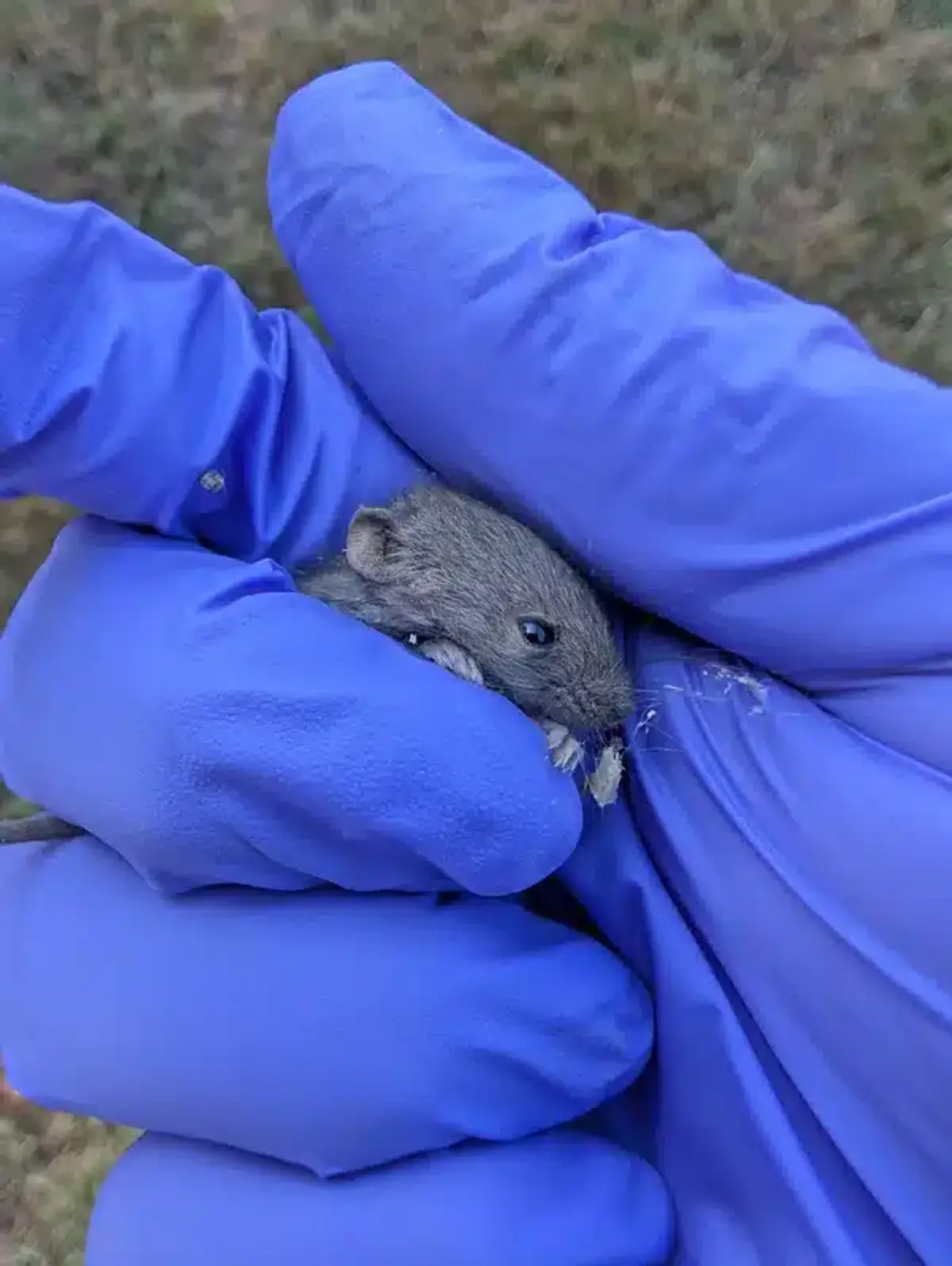 Proper handling of mouse with protective gloves