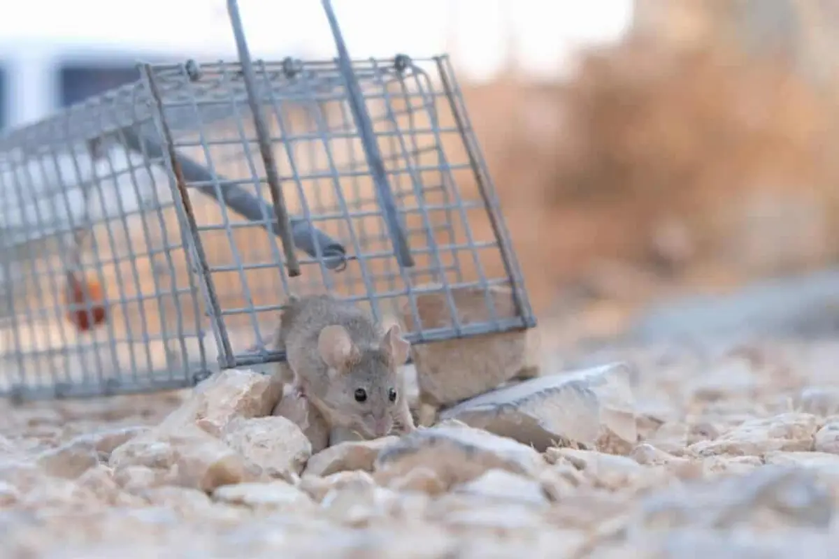 A mouse squeezing its body through a narrow opening