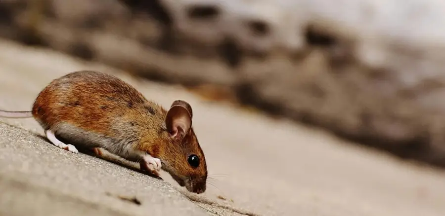 Small mouse walking near a home foundation showing its tiny size
