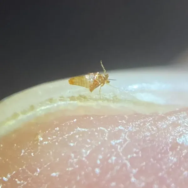 Close-up of a flea on a human fingertip showing its small size and body structure