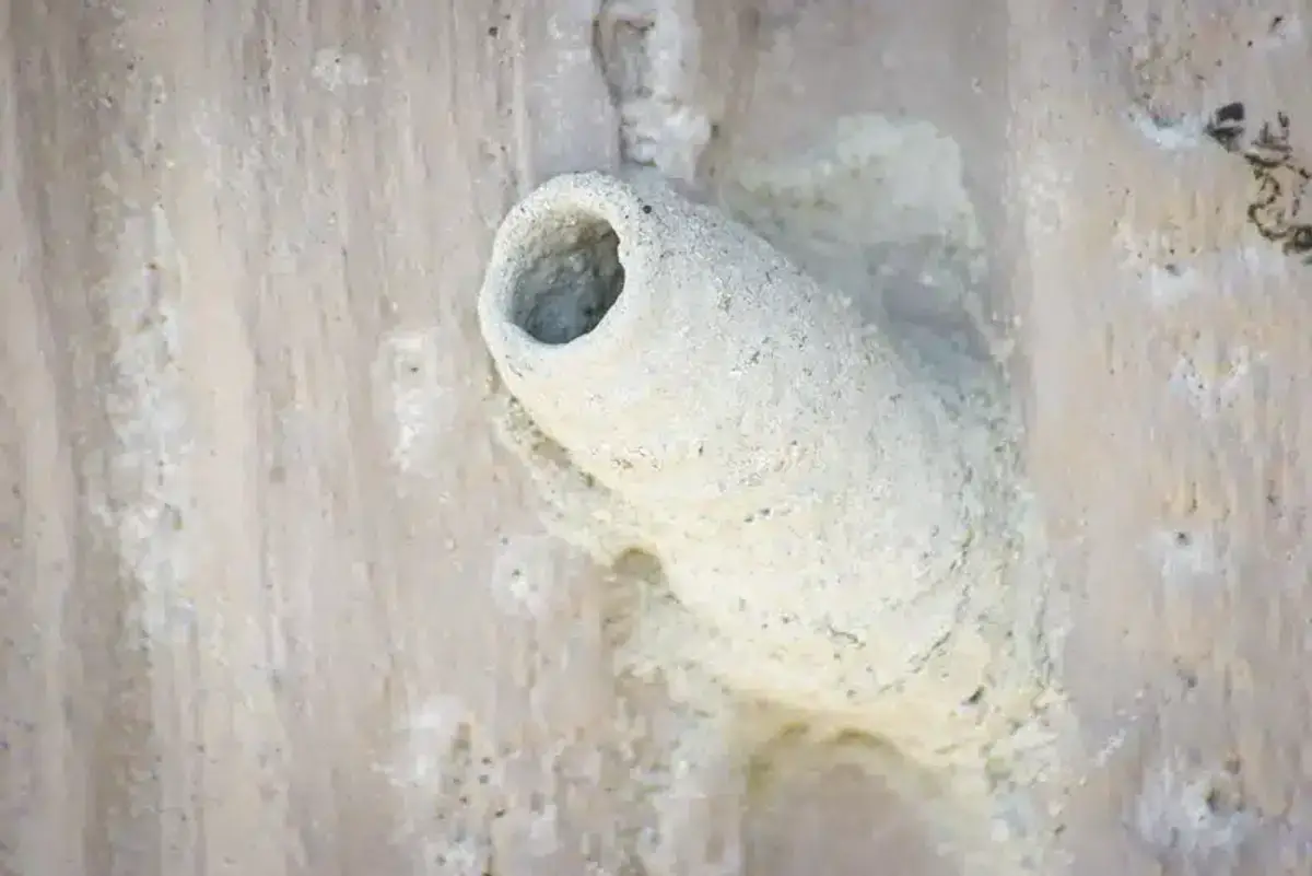 Close-up of mud dauber tube-shaped nest made of hardened mud