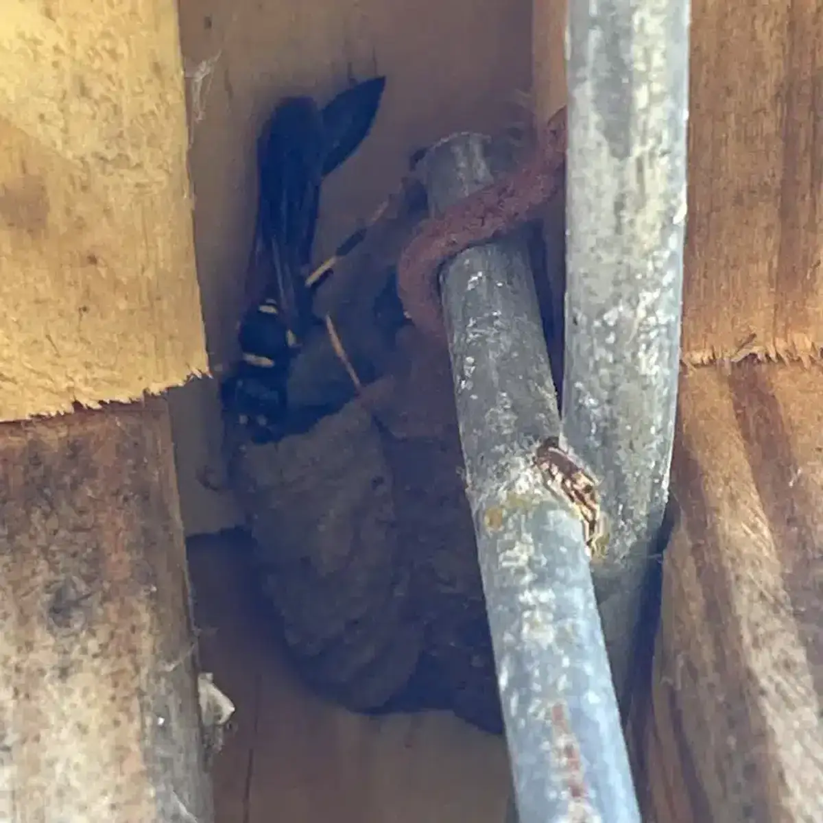 Mud dauber tending to its nest in a sheltered spot
