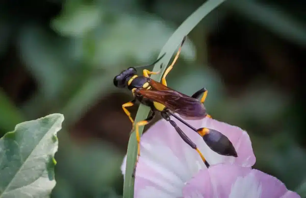Mud dauber wasp visiting a flower
