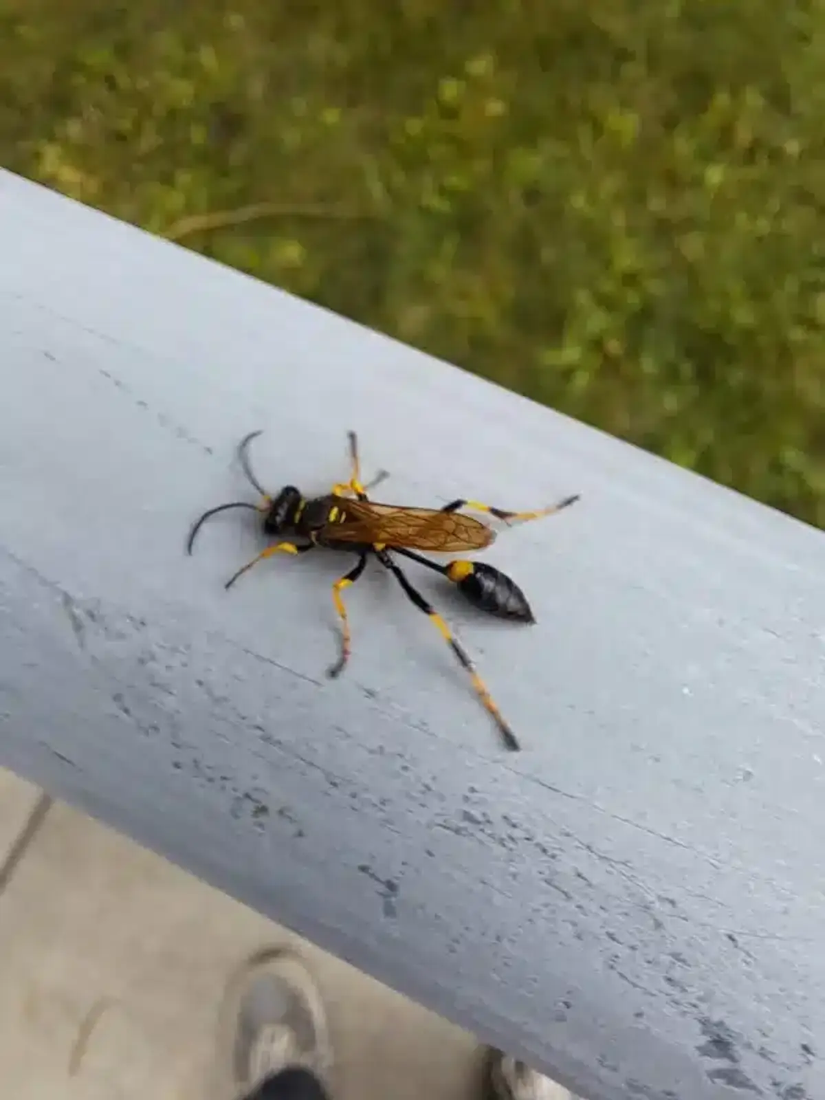 Mud dauber wasp on a railing showing its long slender body and thread-like waist