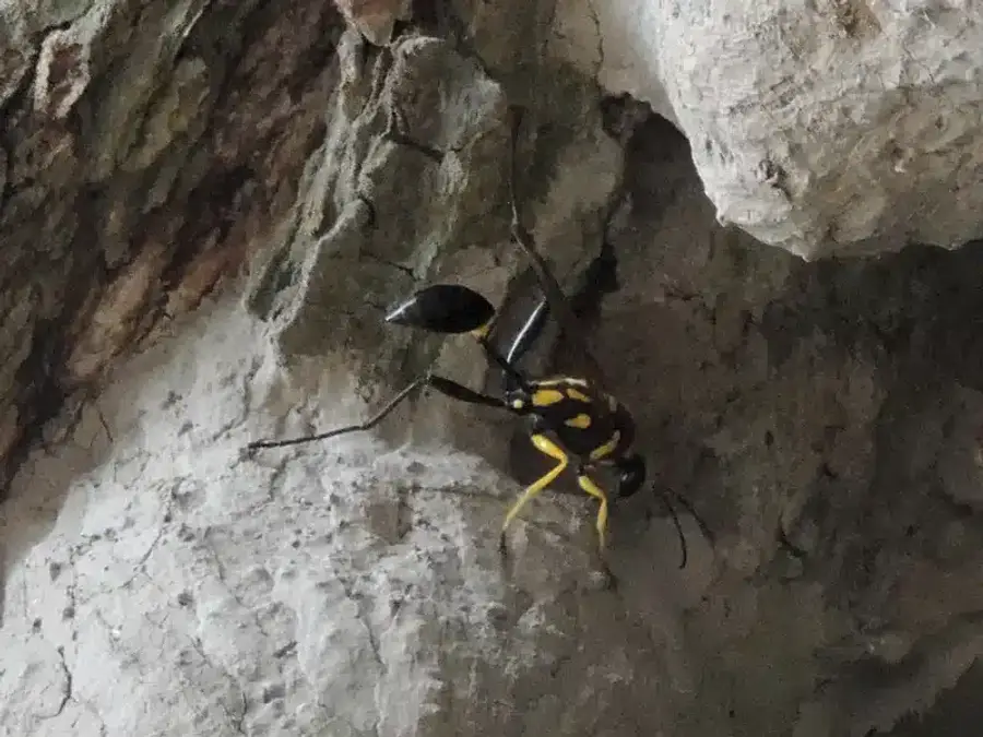 Mud dauber wasp with clear yellow markings near its nest