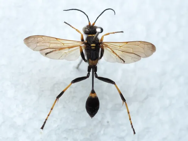 Top-down view of a black and yellow mud dauber wasp with wings spread