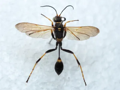 Mud Daubers