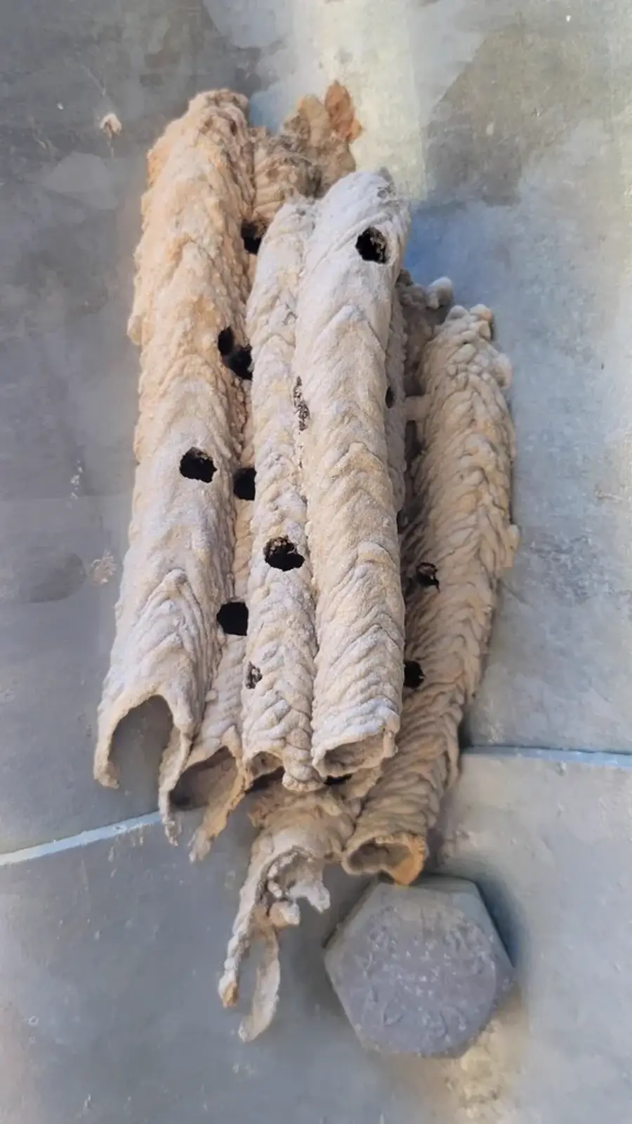 Organ pipe mud dauber nest of mud tubes with round exit holes on a concrete wall