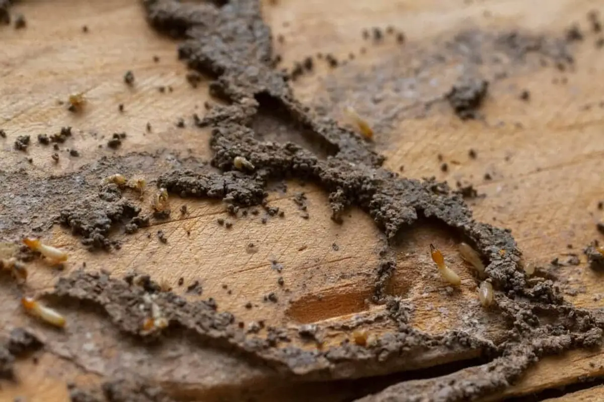 Opened termite mud tubes on a wood surface with pale worker termites inside