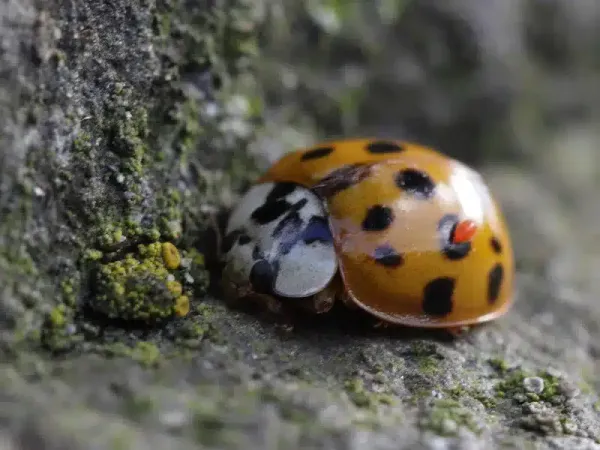Ladybugs vs Asian Lady Beetles: Know the Differences This Fall