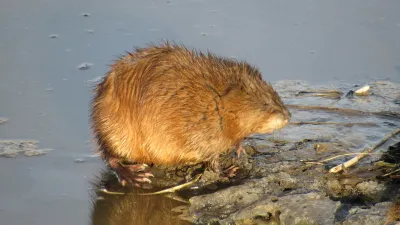 Side profile of muskrat at water's edge showing rounded body shape and small ears