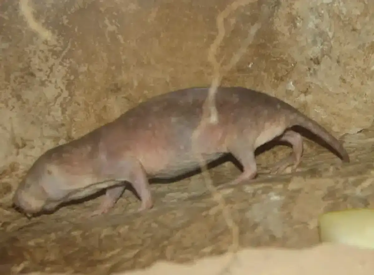 Naked mole rat walking in a cave