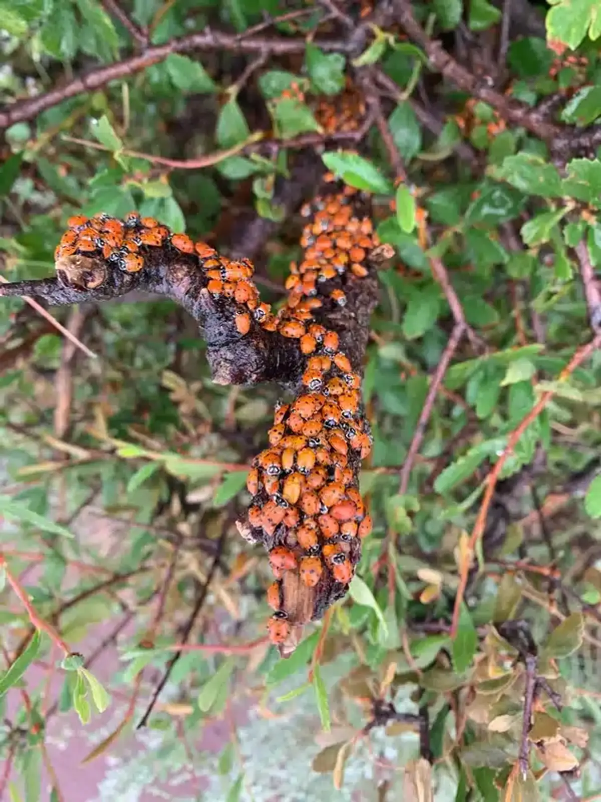 Large group of native ladybugs clustering on tree branch