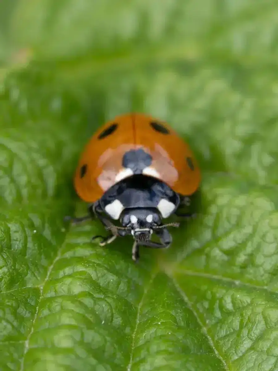 Native ladybug with red shell and black spots on green leaf
