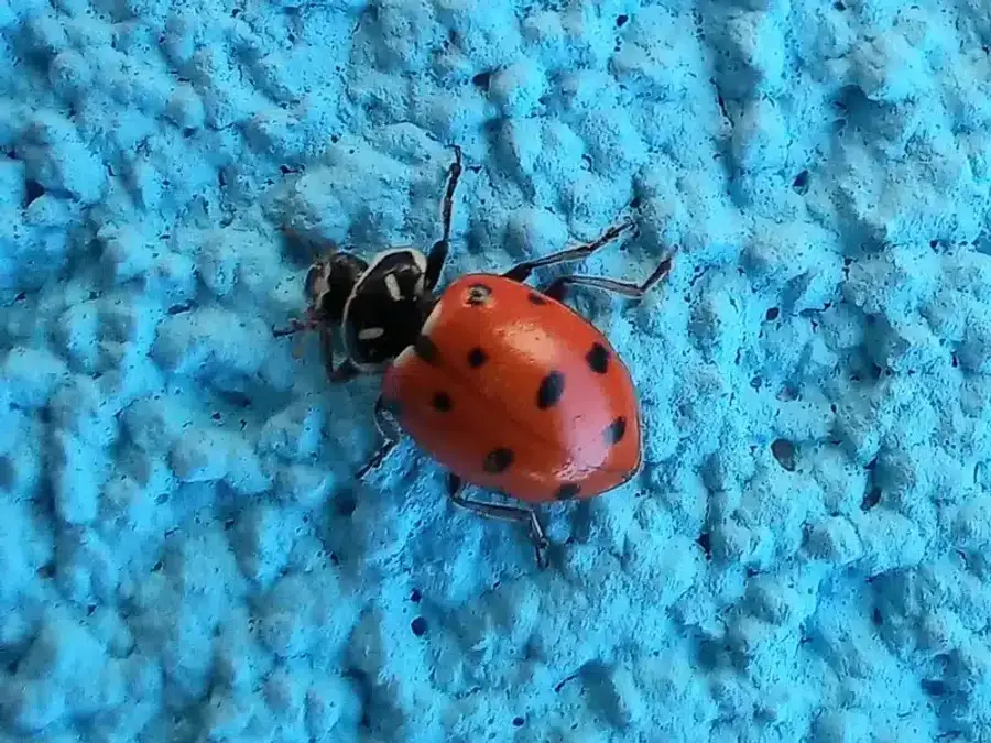 Native ladybug with consistent red coloring and well-defined black spots