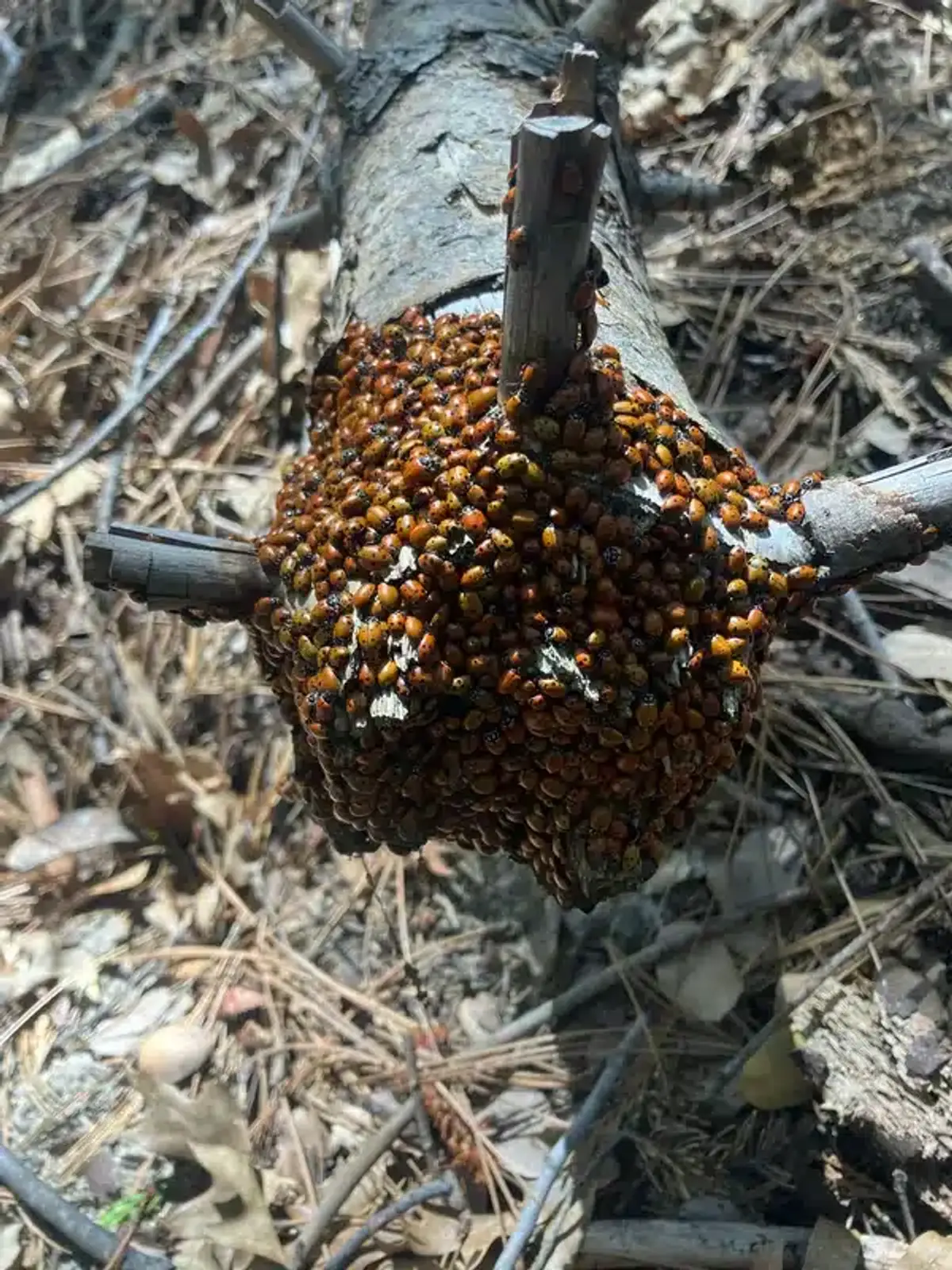 Massive aggregation of ladybugs on tree branch