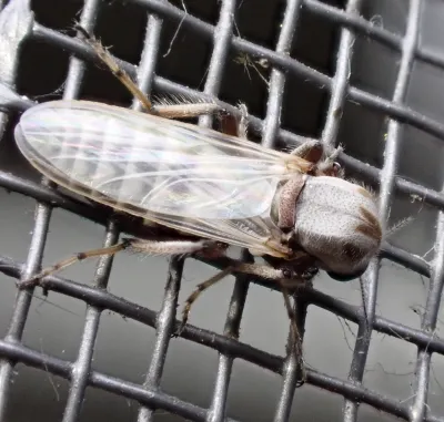 Close-up of a no-see-um biting midge showing its small body and distinctive wings resting on mesh screen