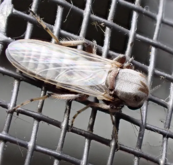 Close-up of a no-see-um biting midge showing its small body and distinctive wings resting on mesh screen