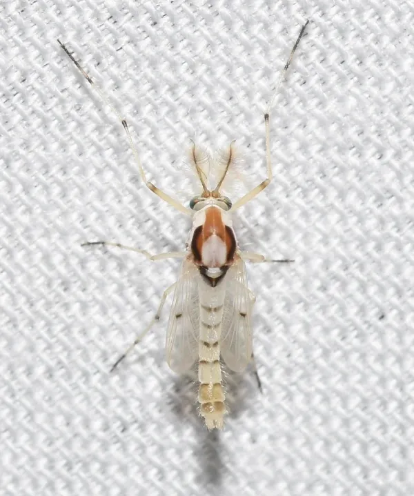 Close-up of a non-biting midge showing its pale body and delicate wings