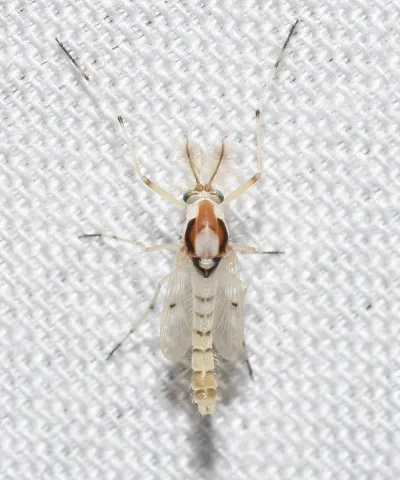 Close-up of a non-biting midge showing its pale body and delicate wings
