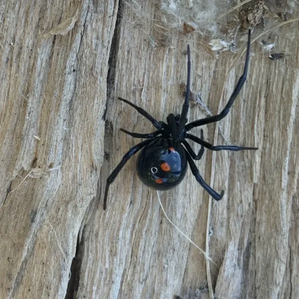 Northern black widow spider on weathered wood showing glossy black body and red markings