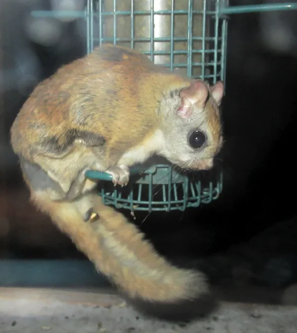 Northern flying squirrel at bird feeder showing full body profile with large eye and bushy tail