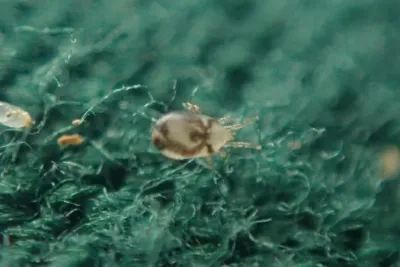 Northern Fowl Mites