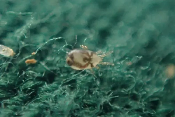 Northern fowl mite on green fabric showing its pale oval body and eight legs
