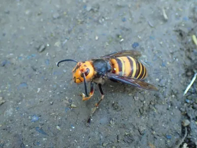 Northern giant hornet showing distinctive yellow-orange head and banded abdomen on gray surface