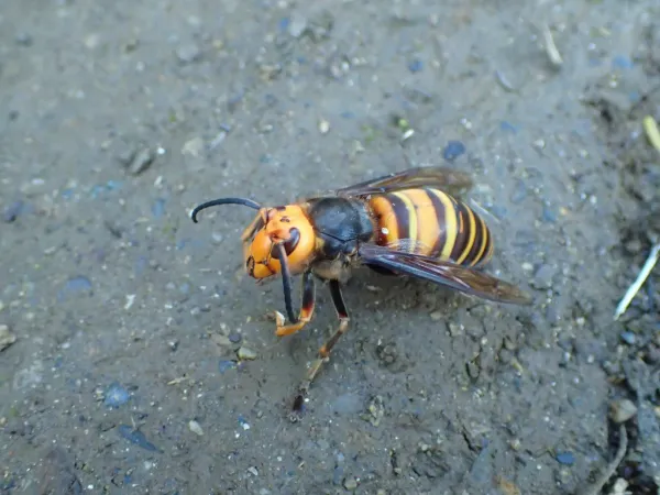 Northern giant hornet showing distinctive yellow-orange head and banded abdomen on gray surface