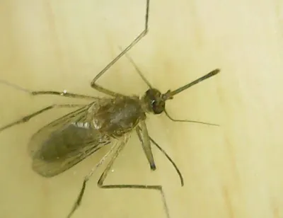 Northern House Mosquitoes