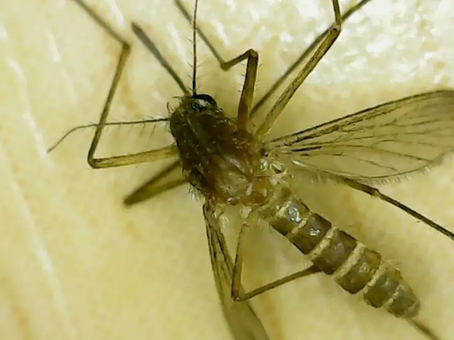 Northern house mosquito showing plain light brown coloring and faint abdominal banding